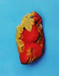 Ŵ