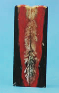 Ŵ
