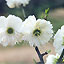 Ǯ