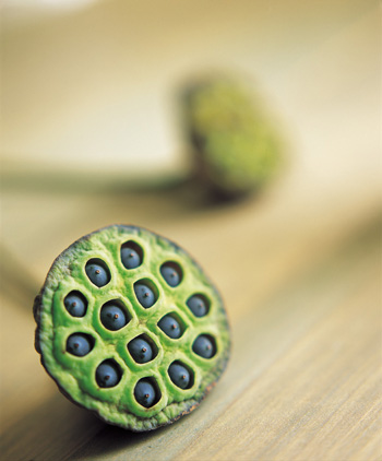 ʳؾ